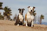 AMSTAFF  ADULT & PUPPIES 053